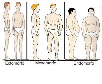 Tipos somáticos: ectomorfo, mesomorfo y endomorfo